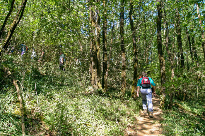 Randonné à travers la forêt